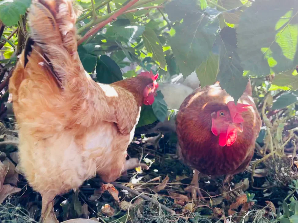 Hens ranging in the yard